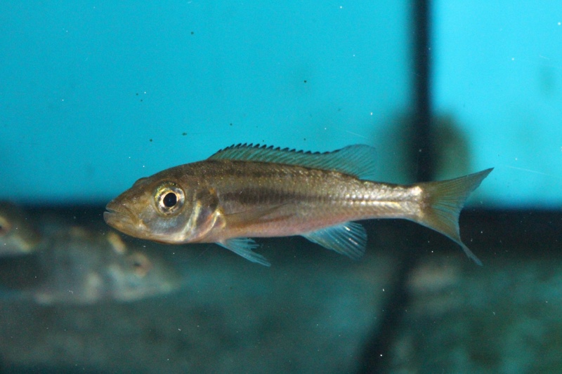Rhamphochromis sp. 'chilingali' Lake Chilingali